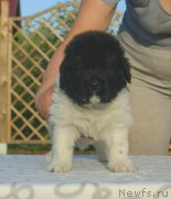 Превью фото № 228575