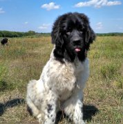 Превью фото № 228582