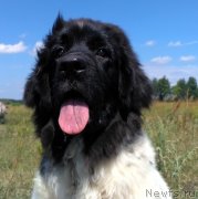 Превью фото № 228583