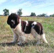 Превью фото № 228585