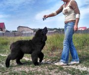 Превью фото № 228595