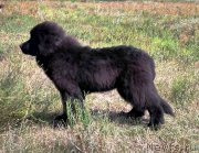 Превью фото № 228598