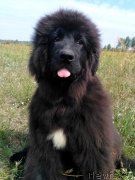 Превью фото № 228600