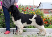 Превью фото № 228629