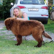 Превью фото № 228653