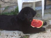 Превью фото № 228685