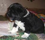 Превью фото № 22871