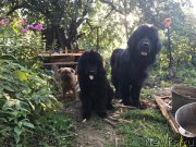 Превью фото № 228720