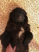 Превью фото № 228726