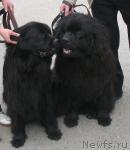 Превью фото № 22873