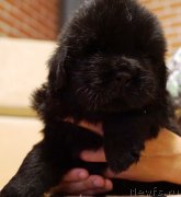 Превью фото № 228850