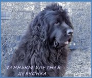 Превью фото № 228853