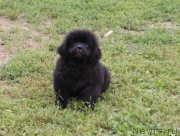 Превью фото № 228865