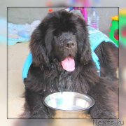 Превью фото № 228877