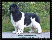 Превью фото № 228964