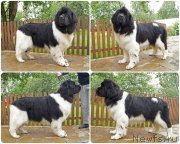 Превью фото № 228967