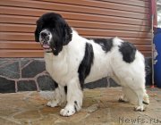 Превью фото № 228983