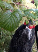 Превью фото № 229027