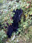 Превью фото № 229028