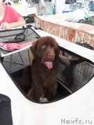 Превью фото № 229032