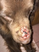 Превью фото № 229034