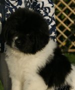 Превью фото № 229058