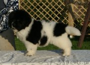 Превью фото № 229059