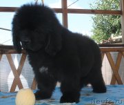 Превью фото № 229131