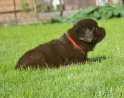 Превью фото № 229160