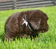 Превью фото № 229166