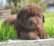 Превью фото № 229167