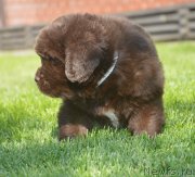 Превью фото № 229169