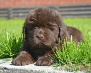 Превью фото № 229170