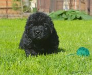 Превью фото № 229171