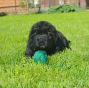 Превью фото № 229173