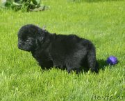 Превью фото № 229176