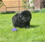 Превью фото № 229177