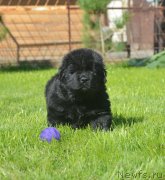 Превью фото № 229178