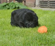 Превью фото № 229182