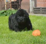 Превью фото № 229183