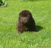 Превью фото № 229185