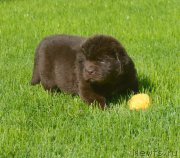 Превью фото № 229186