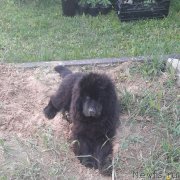 Превью фото № 229201