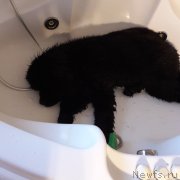 Превью фото № 229202