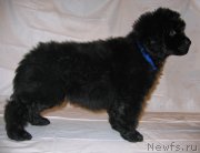 Превью фото № 229218