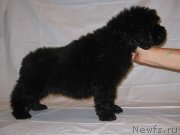 Превью фото № 229221