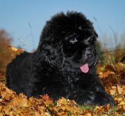 Превью фото № 229222