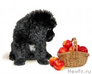 Превью фото № 229225