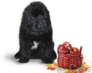 Превью фото № 229226