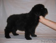 Превью фото № 229231